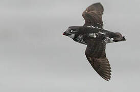 Least Auklet