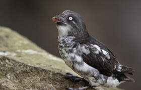 Least Auklet