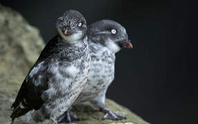 Least Auklet