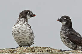 Least Auklet