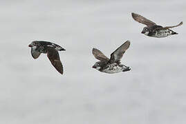 Least Auklet