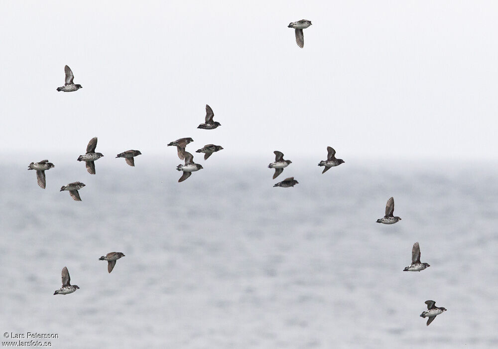 Least Auklet