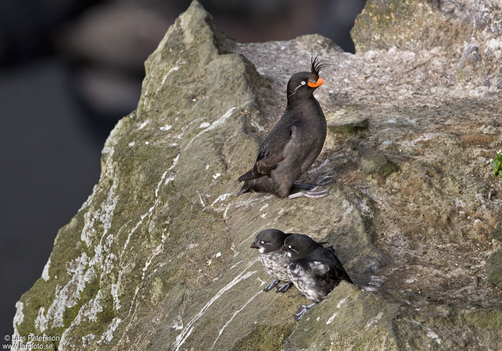 Least Auklet