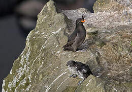 Least Auklet