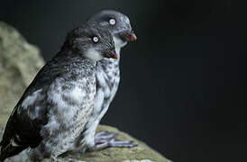 Least Auklet