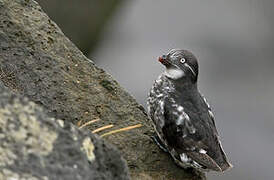 Least Auklet