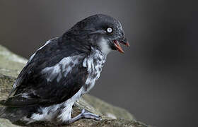 Least Auklet