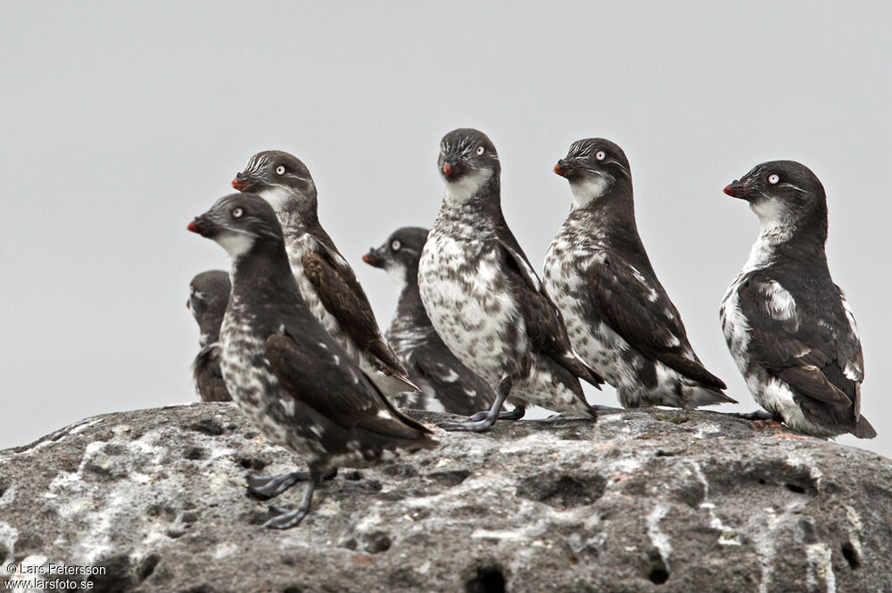 Least Auklet