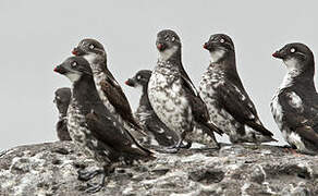 Least Auklet