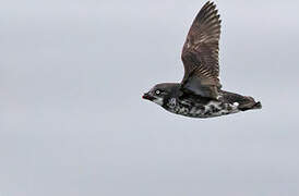 Least Auklet