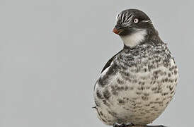 Least Auklet