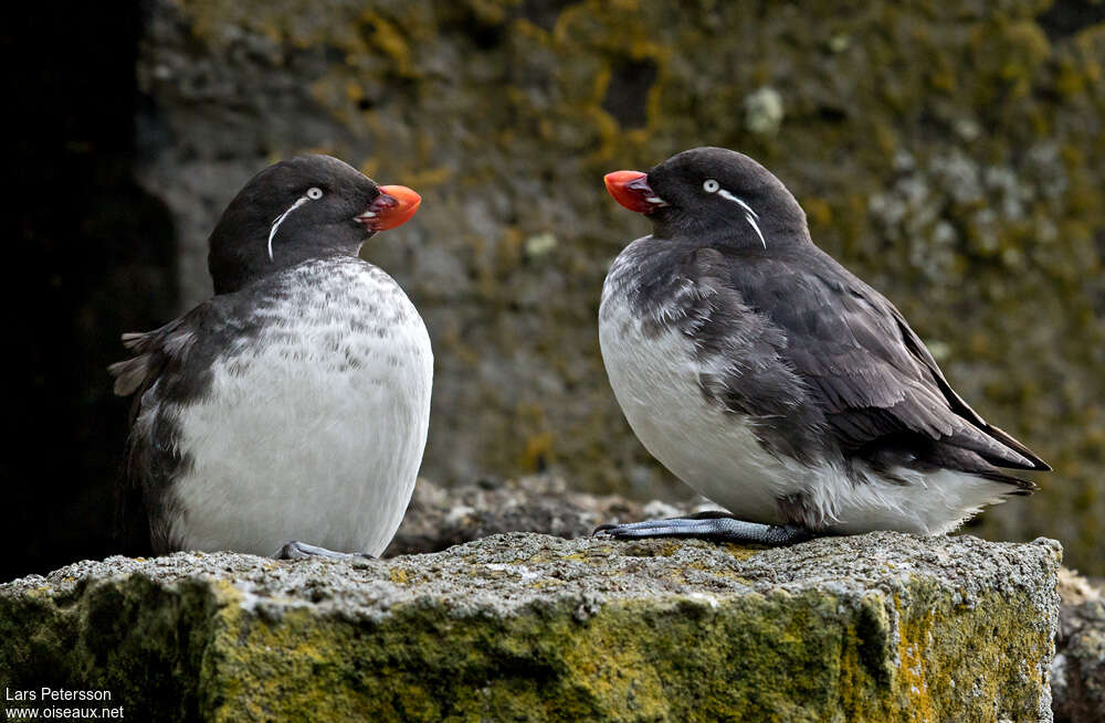 Starique perroquetadulte nuptial, identification