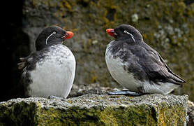 Parakeet Auklet