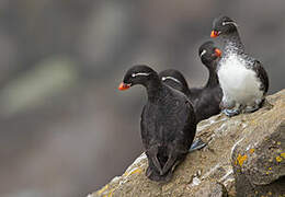 Parakeet Auklet