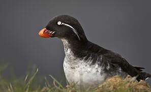 Parakeet Auklet