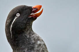 Parakeet Auklet