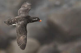 Parakeet Auklet