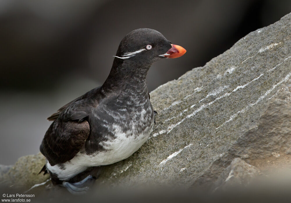 Parakeet Auklet