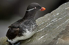 Parakeet Auklet