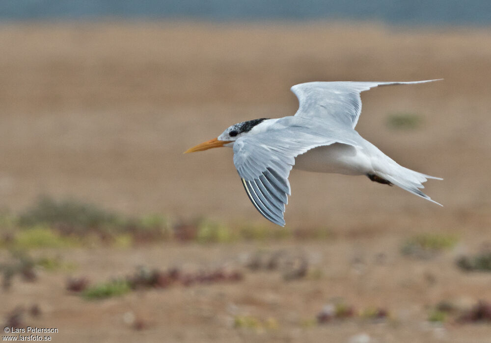 West African Crested Tern