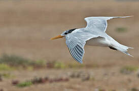 West African Crested Tern