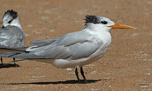 West African Crested Tern