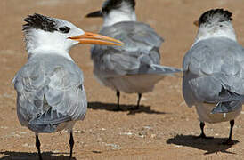 West African Crested Tern