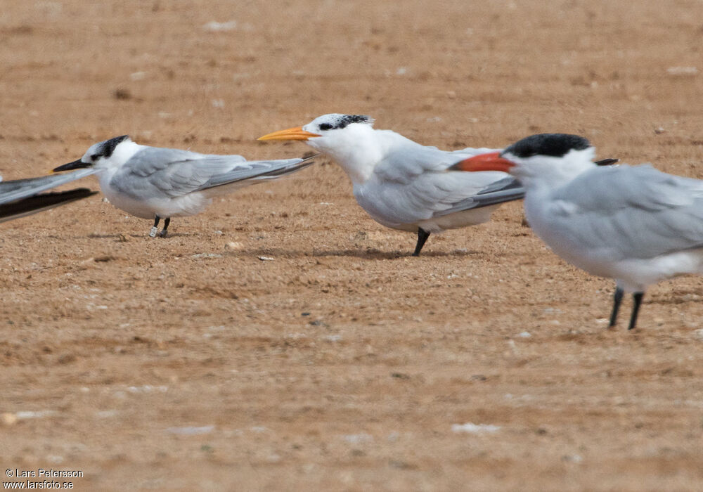 West African Crested Tern