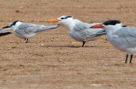 West African Crested Tern