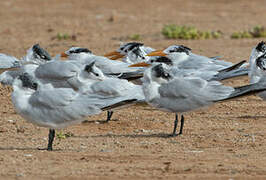 West African Crested Tern