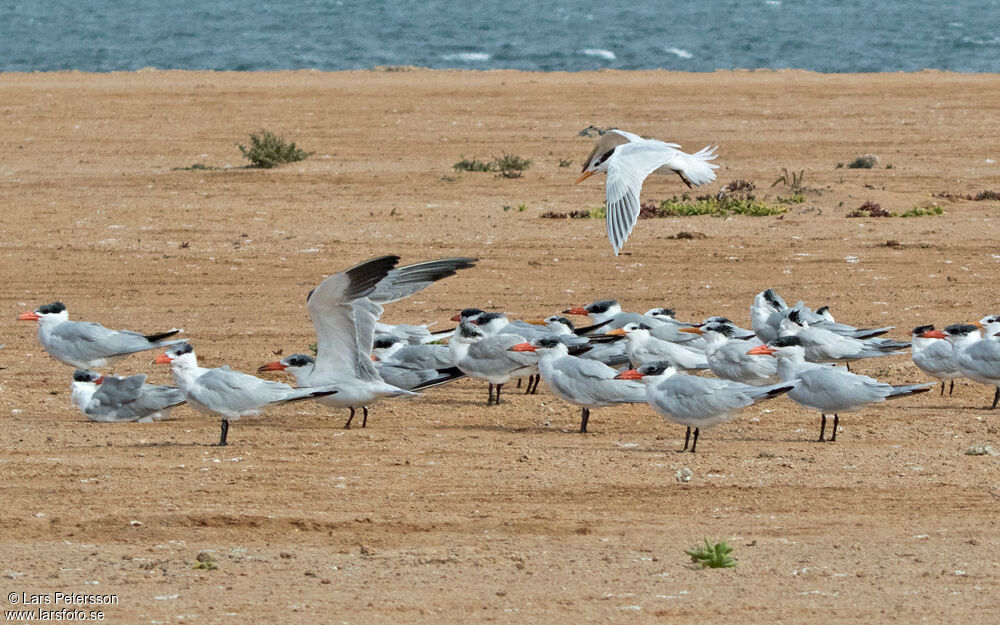 West African Crested Tern