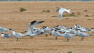 West African Crested Tern