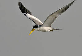 Large-billed Tern