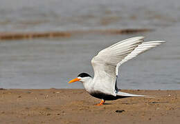 Black-bellied Tern