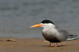 Black-bellied Tern