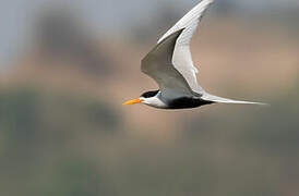 Black-bellied Tern