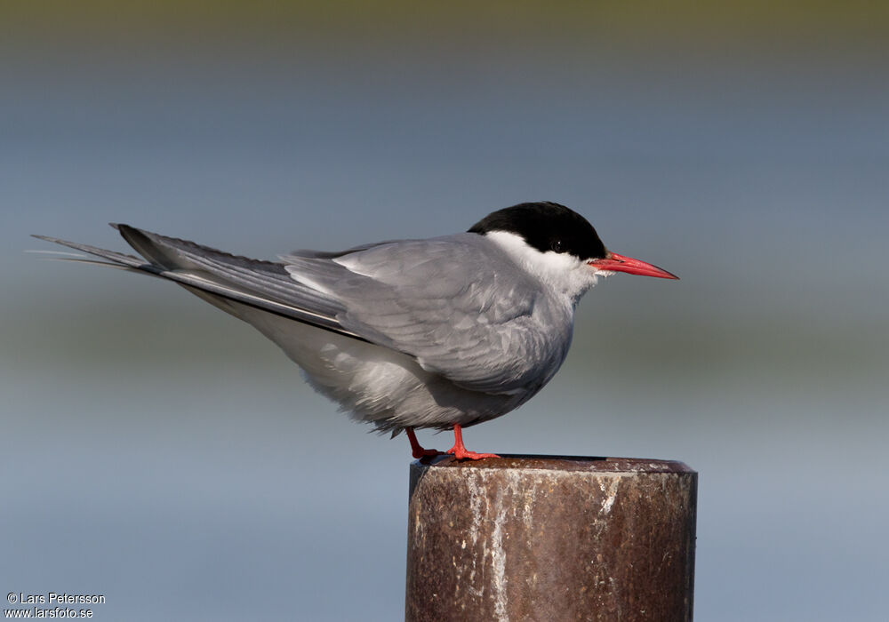 Arctic Tern