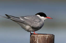 Arctic Tern