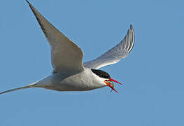 Arctic Tern