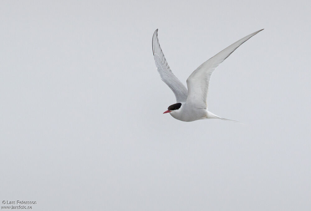 Arctic Tern