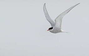 Arctic Tern