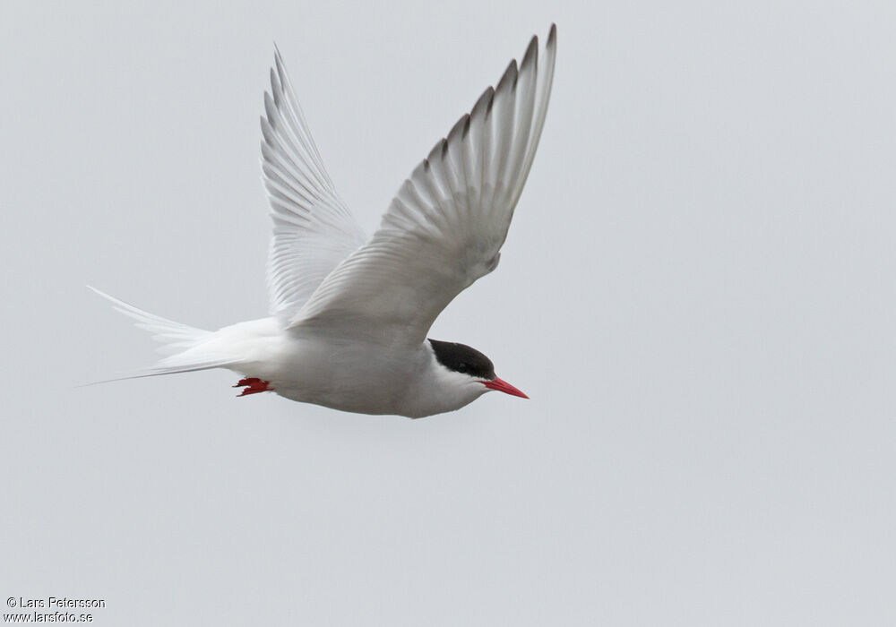 Arctic Tern