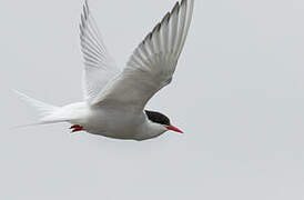 Arctic Tern