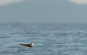 Bridled Tern