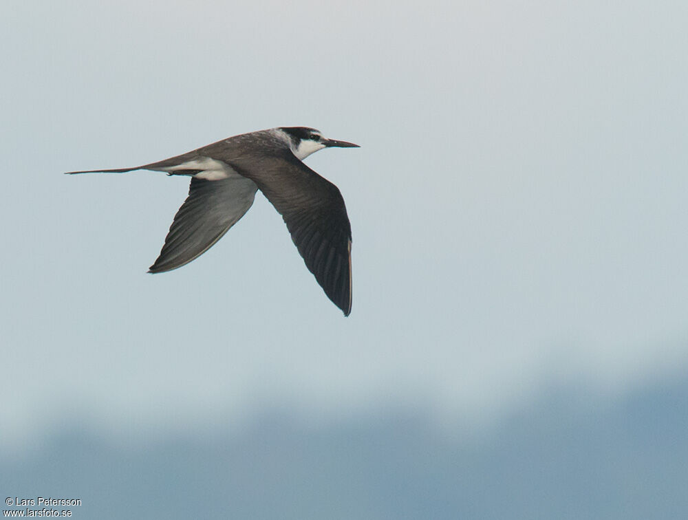 Bridled Tern