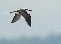 Bridled Tern