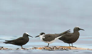 Bridled Tern