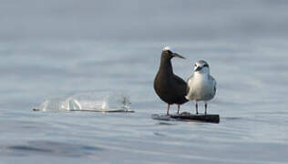 Bridled Tern