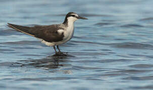 Bridled Tern