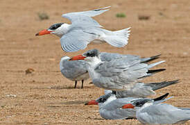 Caspian Tern